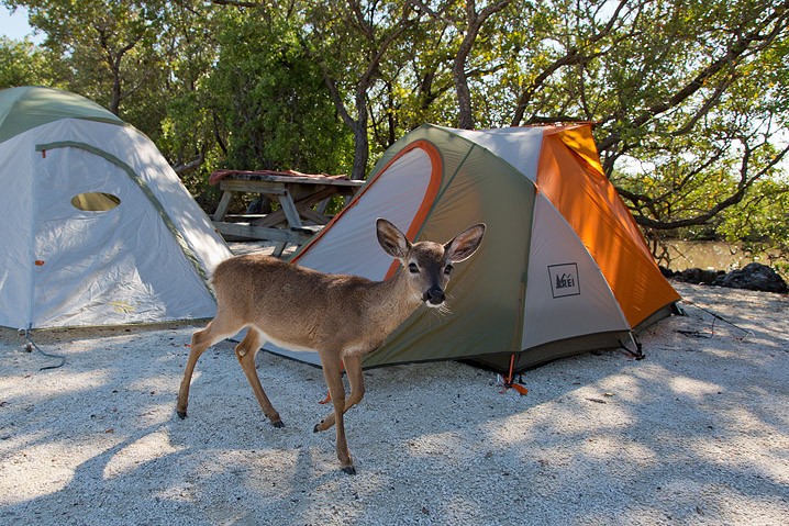 Tourismus Human Impact Key Hirsch Odocoileus virginianus Key Deer